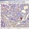HistoLab Histology image analysis software