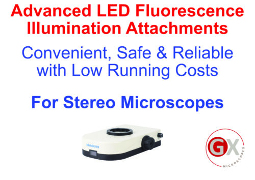 Fluorescence illuminator