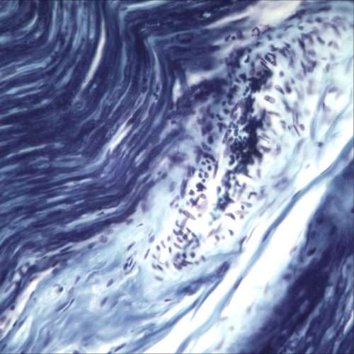 GX Microscopes UltraBIO-3 40X-1000X Routine Grade, Upright Microscope